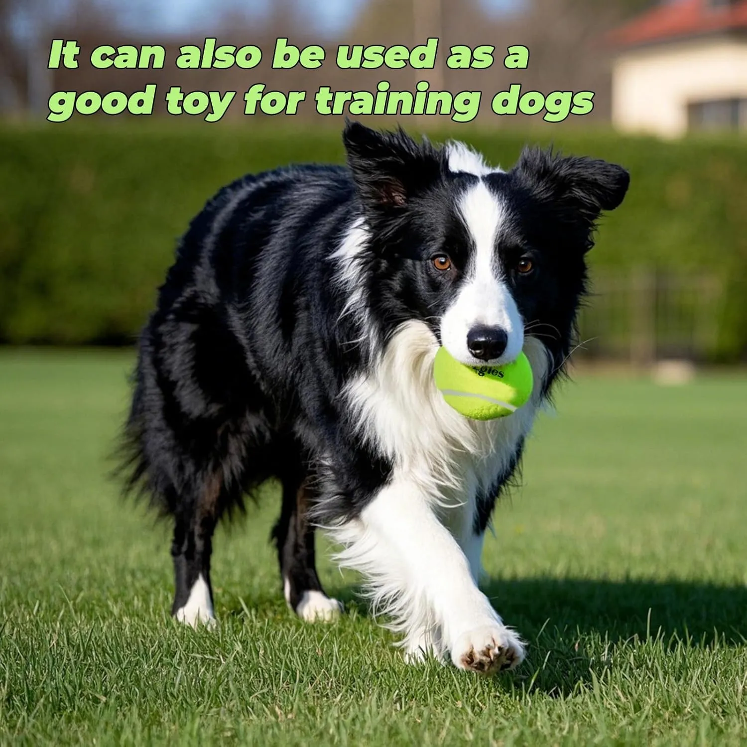 Egles 12/20/60 Packs Tennis Balls for Training and Dogs, High Elasticity Practice Tennis Ball with Mesh Bag for Transport and Beginner Exercise, Durable Pet Playing Tennis Ball Set
